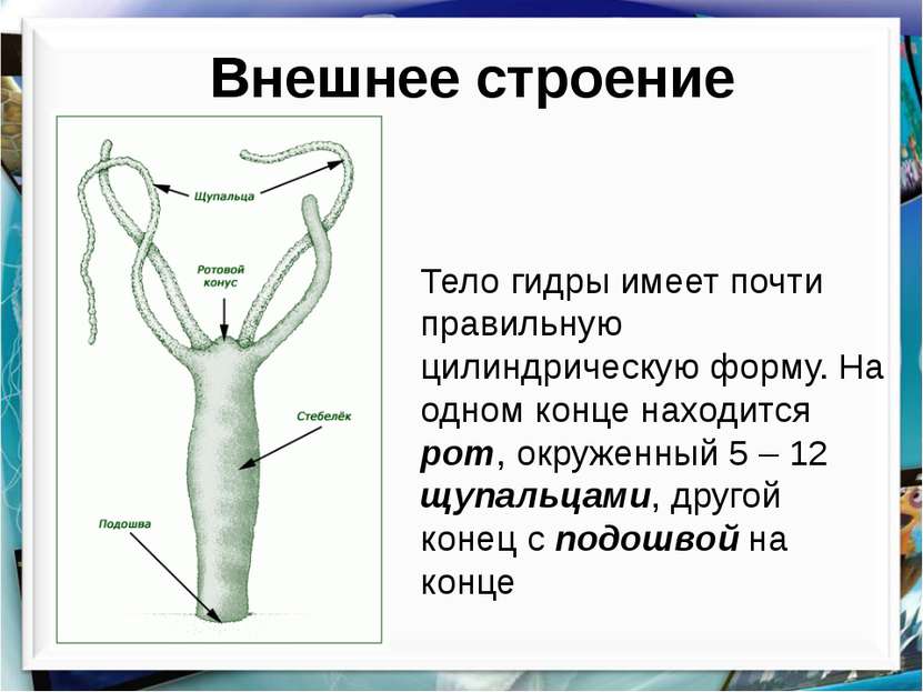 Телеграмм магазин гашиш